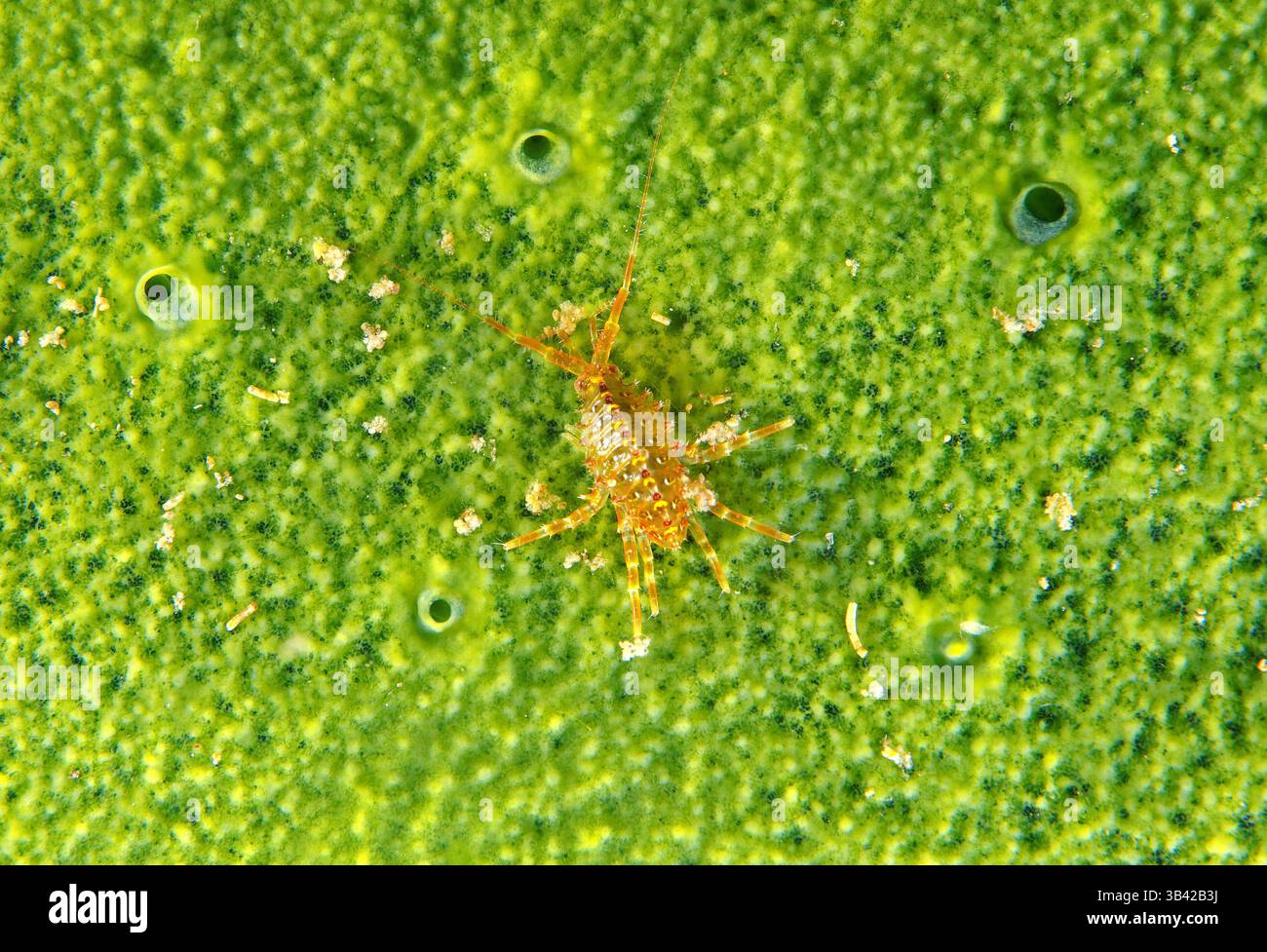 15 octobre 2014 - Lac Baikal, Sibérie, Russie - (Brandtia Gammaridés parasitica) Lac Baïkal, Sibérie, Fédération de Russie, de l'Eurasie (Image Crédit : © Andrey Nekrasov/ZUMA/ZUMAPRESS.com) fil Banque D'Images