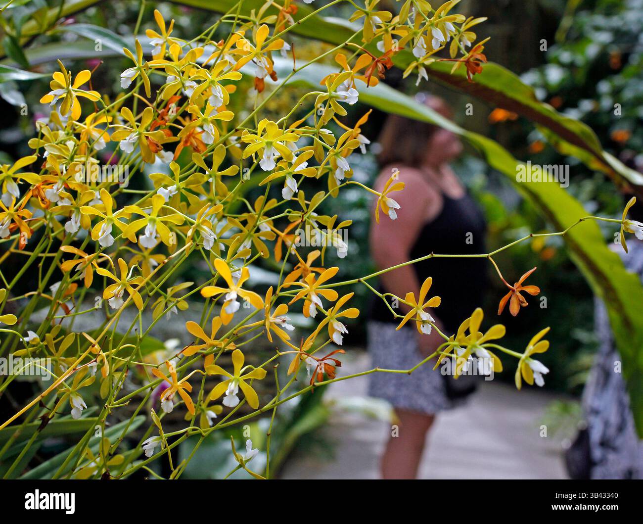 2 juillet 2015 - Sarasota, Floride, États-Unis - JIM DAMASKE | Times.The Scene Inside the Tropical Conservatory pour une histoire et une vidéo sur Selby Gardens à Sarasota pour Take It Outside. (Crédit image : © Jim Damaske/Tampa Bay Times via ZUMA Wire) Banque D'Images