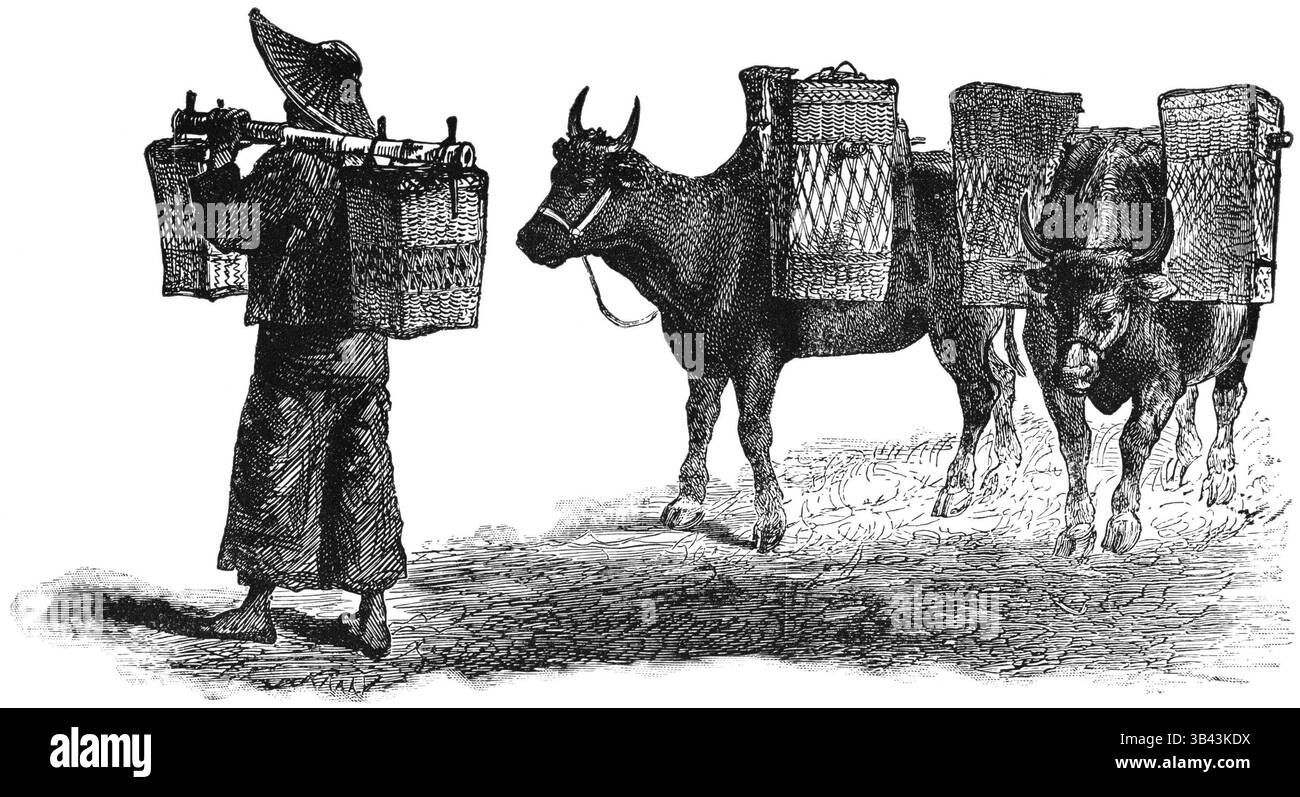 21 janvier 2015 - homme, professions, bétail, nourriture, historique, (crédit image : © Glasshouse via ZUMA Wire) Banque D'Images