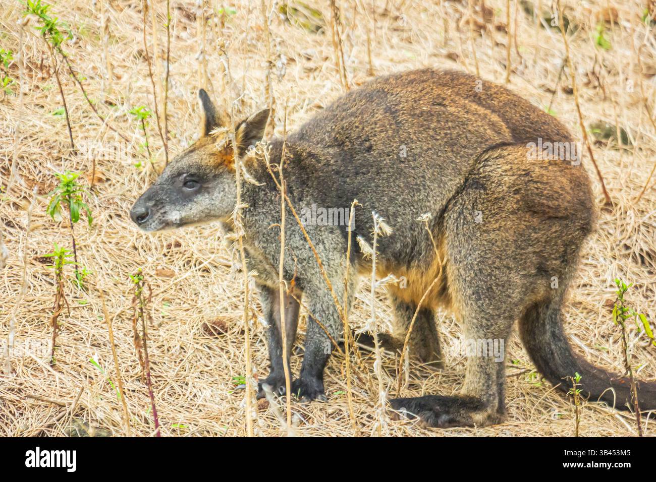 Le wallaby des marais (Wallabia bicolor) à Tower Hill Wildlife Reserve dans le Victoria, Australie Banque D'Images