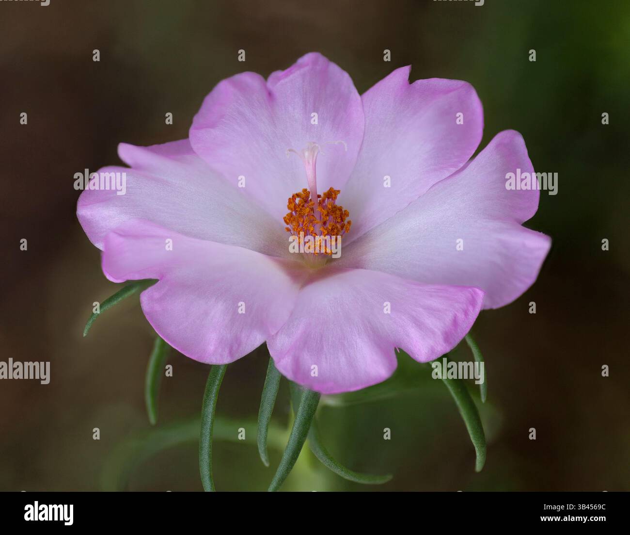 Rose de mousse, Portulaca sp. fleur Banque D'Images