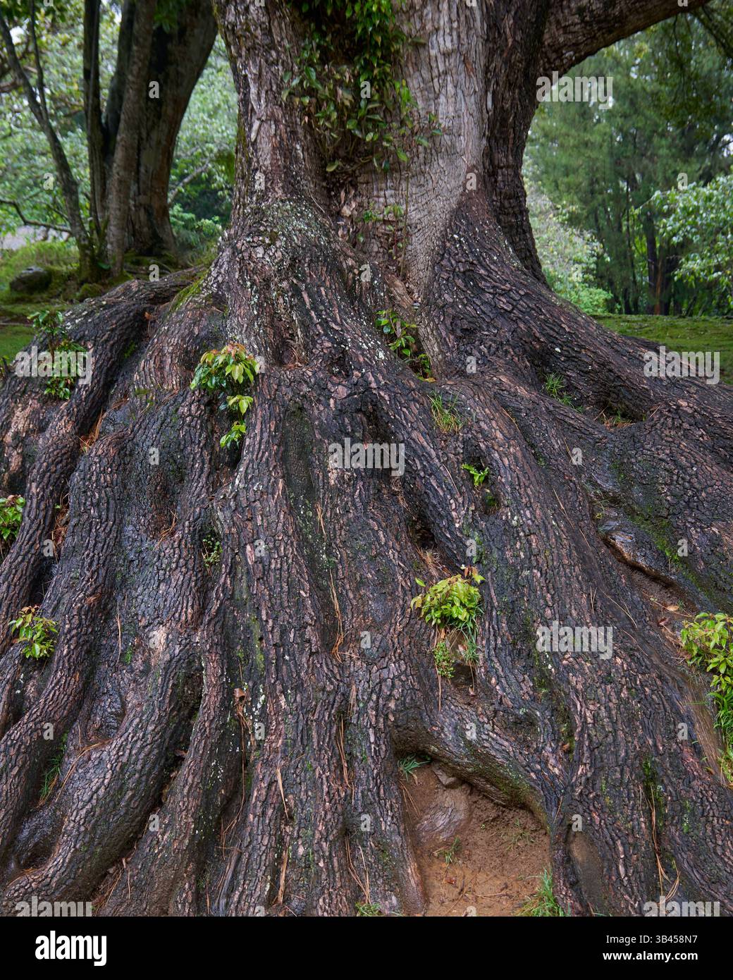 système racinaire étendu texturé exposé de très grande base d'arbre, couleur brun foncé mature et vieille base d'arbre dans le jardin, mise au point douce Banque D'Images