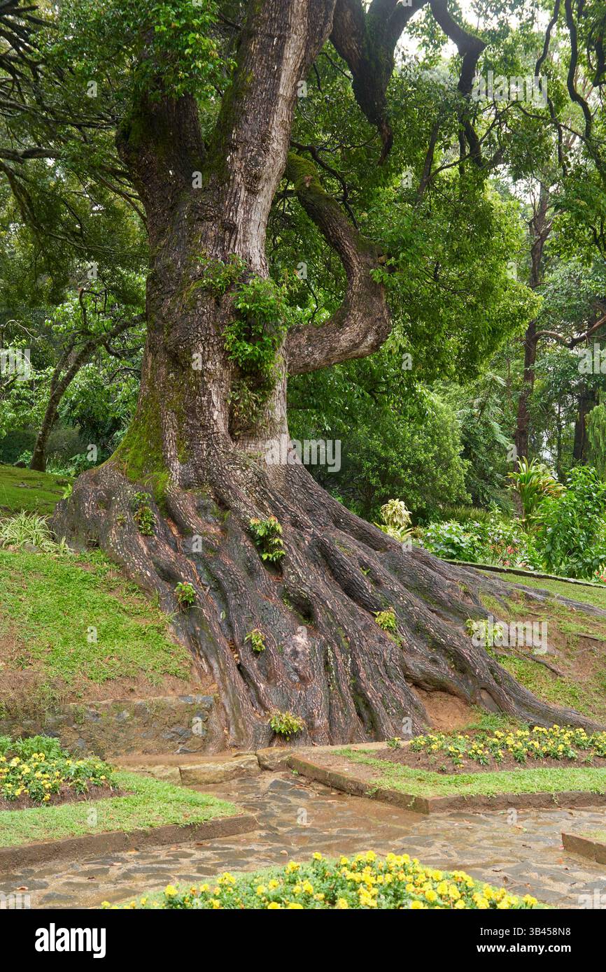 très grand arbre avec un tronc épais et texturé et un système racinaire étalé visible à sa base, couleur brun foncé mature et une base d'arbre ancienne dans le jardin Banque D'Images