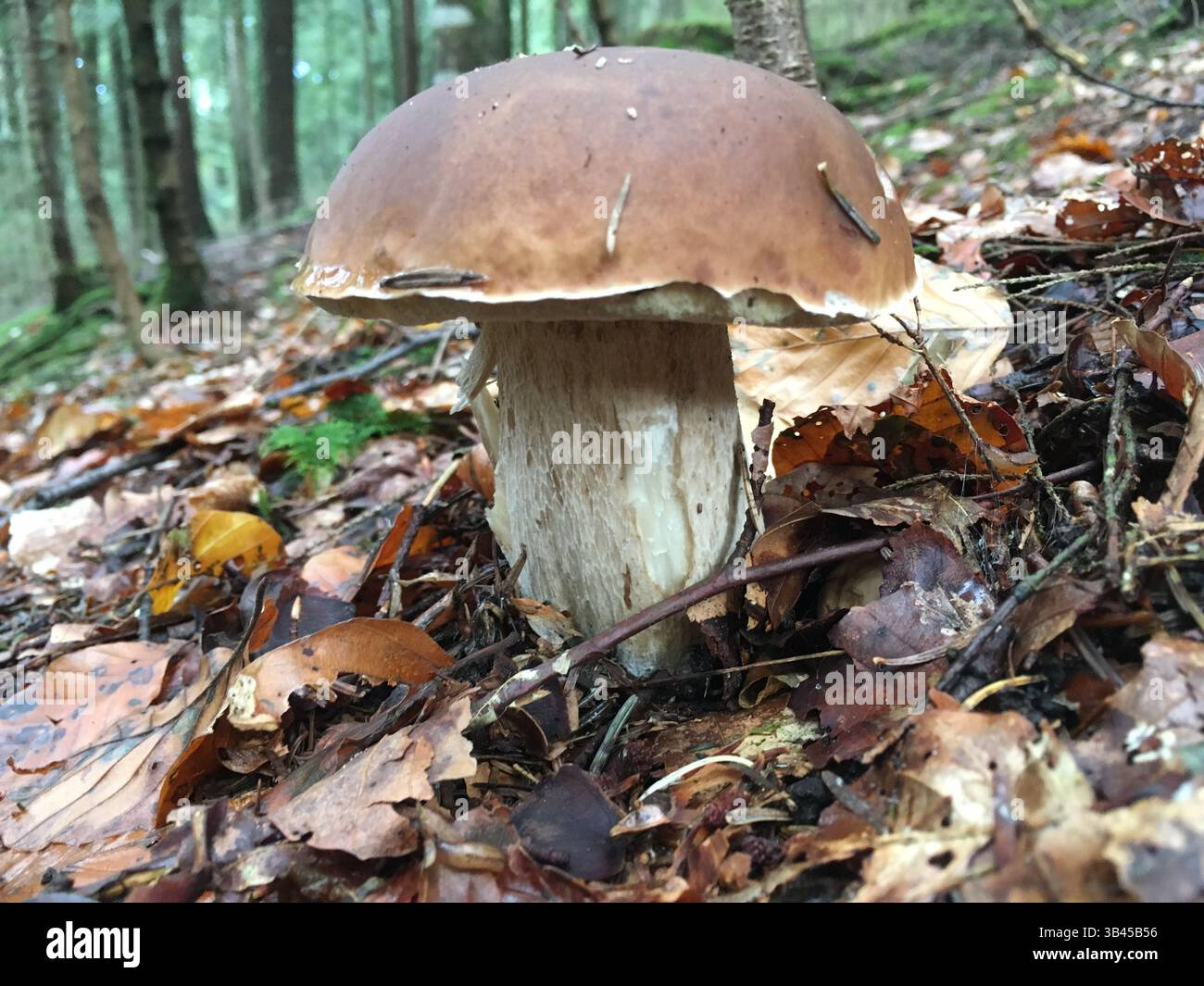Beau boletus d'été dans son environnement forestier naturel. Ce champignon est l'un des champignons non cultivés les plus savoureux et les plus populaires. Banque D'Images