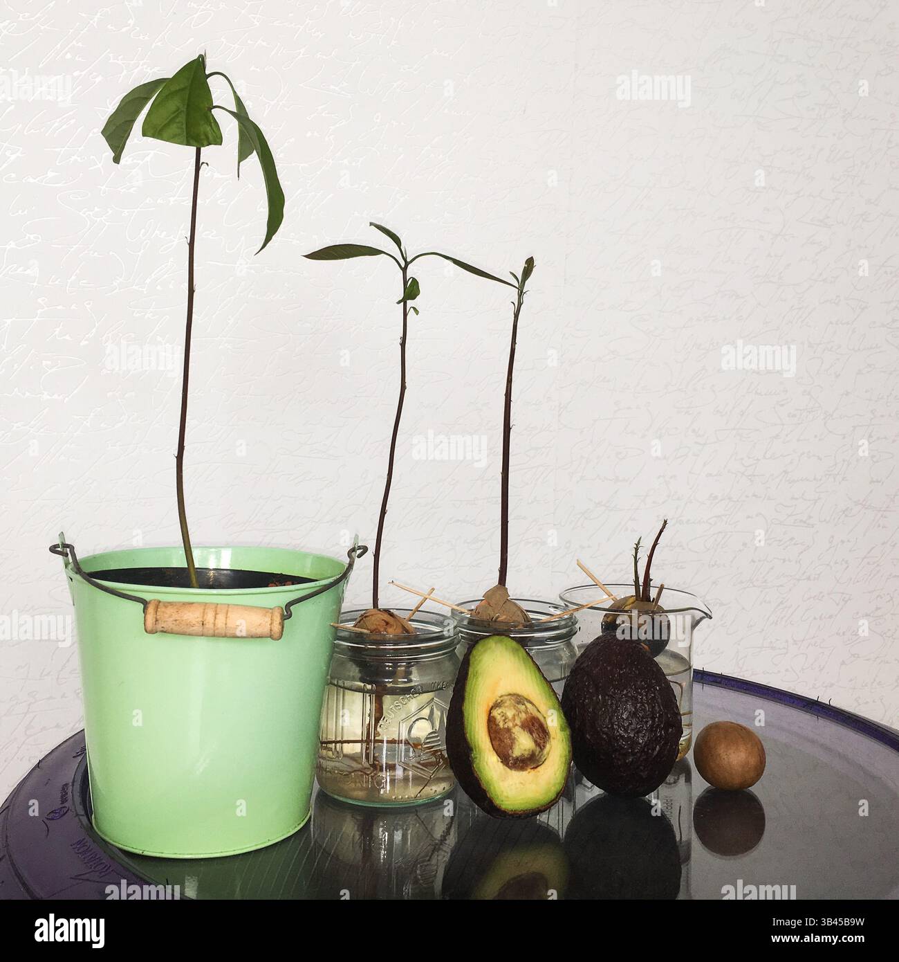 Processus de plantation d'avocat à la maison. Chaque étape de fruit, graine, première laisser jusqu'à plaqué petit arbre en solide. Jardinage hobby à la maison. Banque D'Images