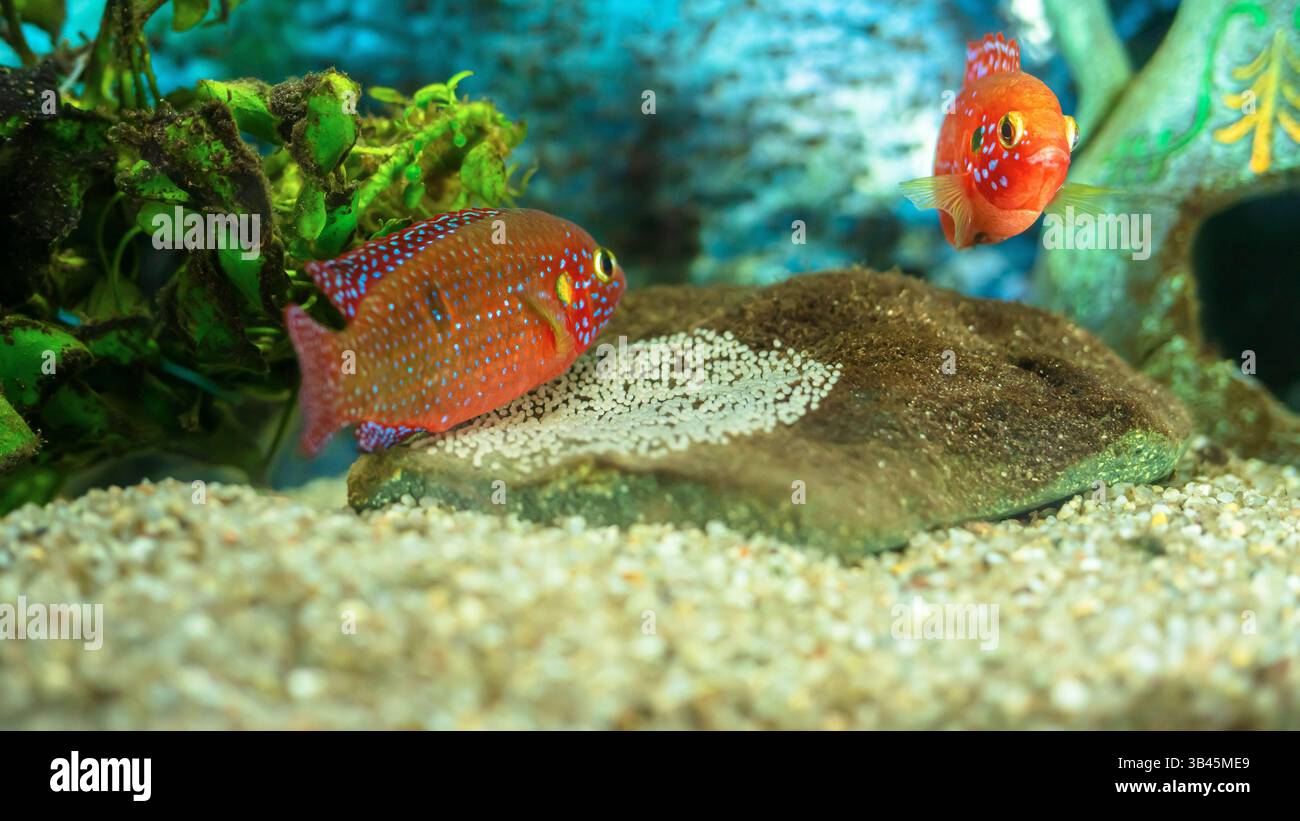 Gros plan d'un mâle et d'une femelle Jewel Cichlid (Hemichromis lifalili) qui s'occupent de leurs œufs fraîchement pondus. Banque D'Images