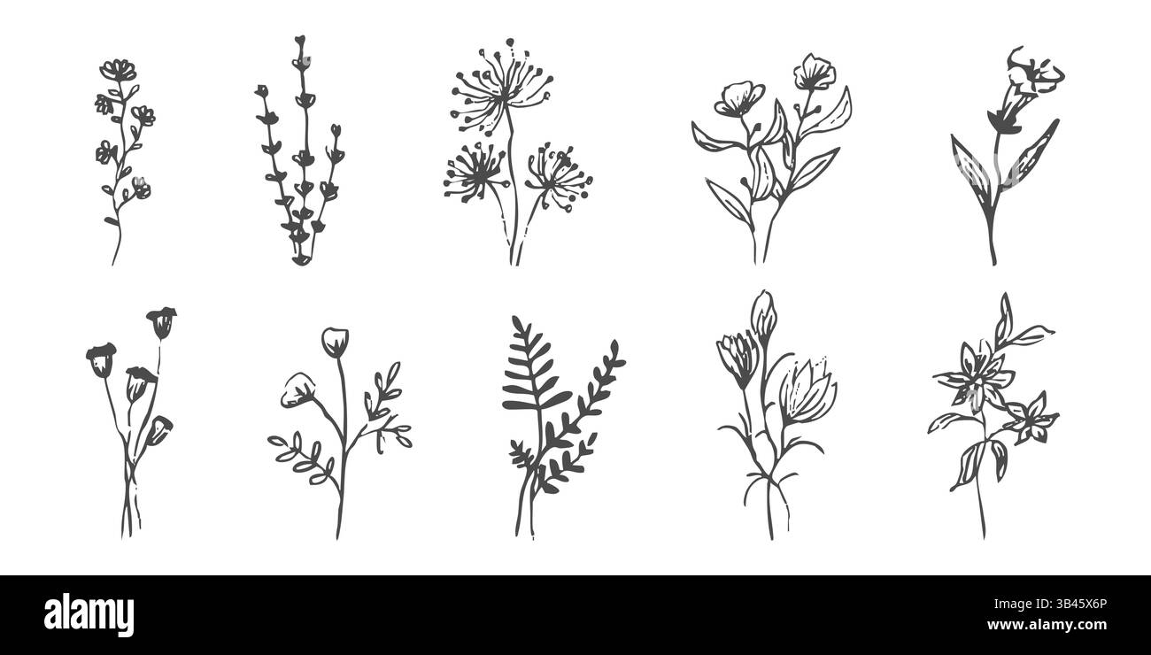 Herbes sauvages de la forêt et fleurs vintage texturé dessin à la craie. Silhouette de flore rétro de ligne d'herbe. Crayon doodle dessiné à la main. Illustration vectorielle Illustration de Vecteur