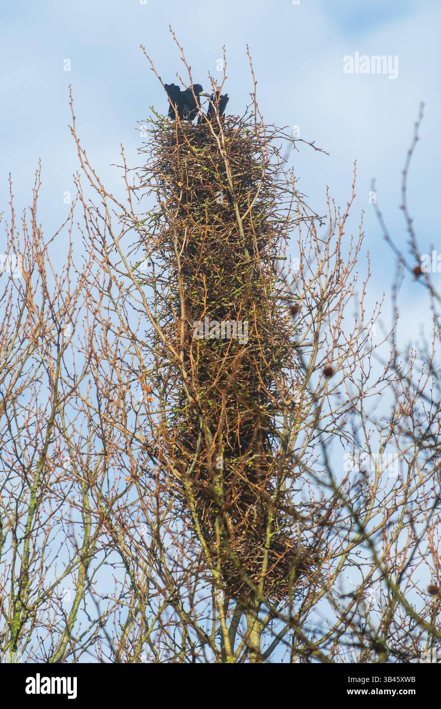 Grand nid de corvidés construit avec des brindilles au sommet d'un arbre ou d'un poteau, structure d'élevage typique des corneilles. Famille Corvidae, ordre Passériformes. Banque D'Images