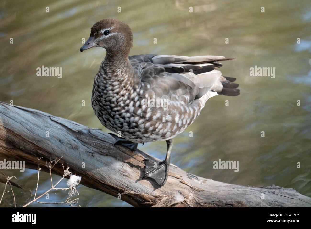 canard en bois dans la rivière yarra Banque D'Images
