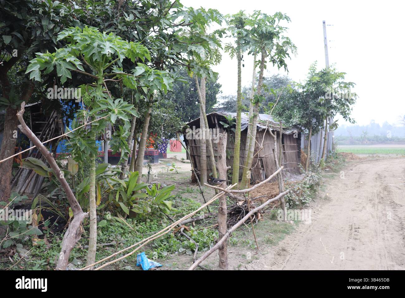 Le plan extérieur montre une cabane en bambou, un chemin de terre, un feuillage vert. Illustre le paysage de la vie rurale dans un village bangladais, capturant l'essence tranquille. Banque D'Images