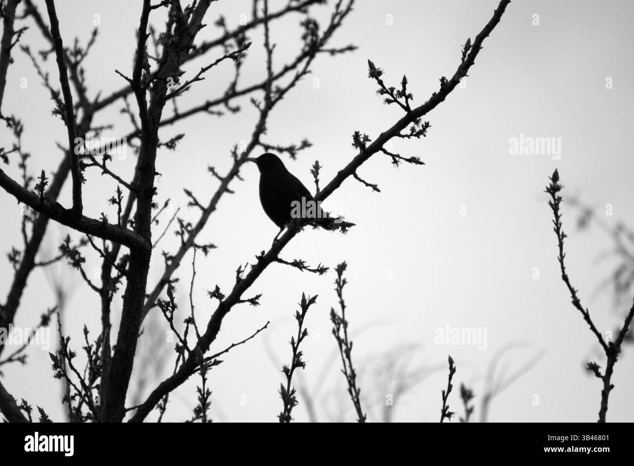 Silhouette d'un oiseau noir au loin assis dans un arbre. Les oiseaux noirs portent un riche symbolisme, leur plumage sombre représente les mystères de la vie. Banque D'Images