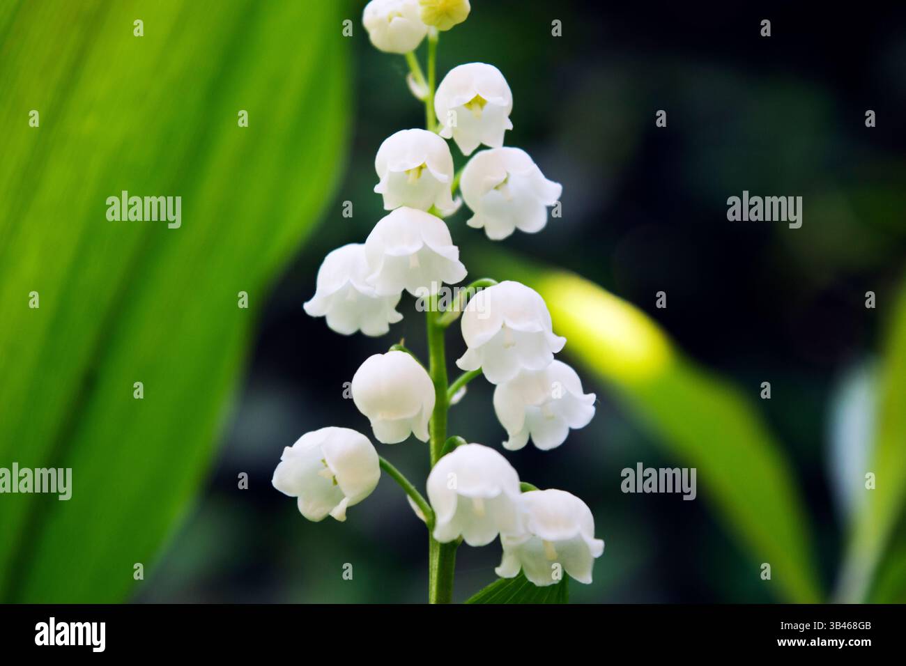 Lily of the Valley, une plante à fleurs des bois avec des fleurs blanches en forme de cloche, pendantes et sucrées parfumées portées en sprays au printemps, très toxiques. Banque D'Images