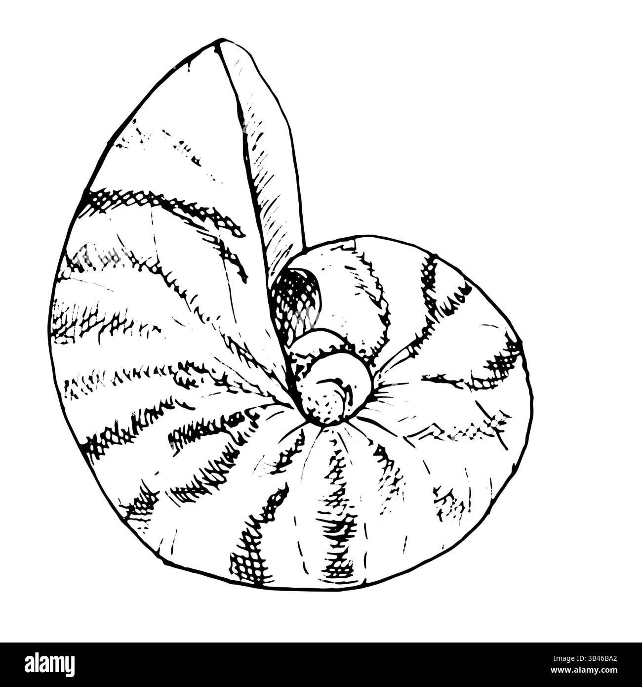 Coquille de palourde Nautilus, croquis à l'encre noire et blanche. Illustration marine vectorielle. Un coquillage, rond avec des rayures, isolé sur un fond blanc. Pour poste Illustration de Vecteur