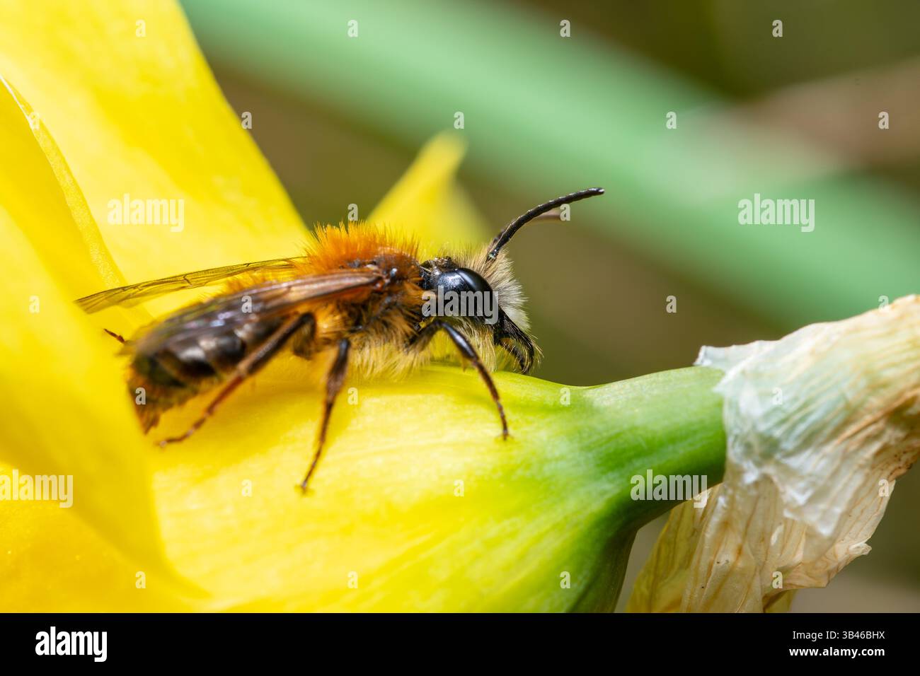 Andrena fulva, abeille minière fauve sur fleur jaune, espèce d'abeille sauvage solitaire de la famille Andrenidae, France. Banque D'Images