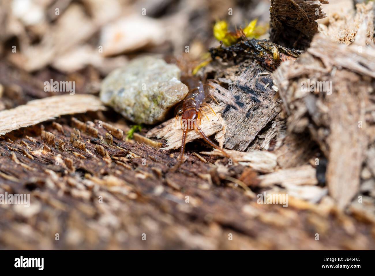 Lithobius centipèdes rampant sur bois en décomposition, gros plan d'arthropode du sol de la famille des Lithobiidae, France. Banque D'Images