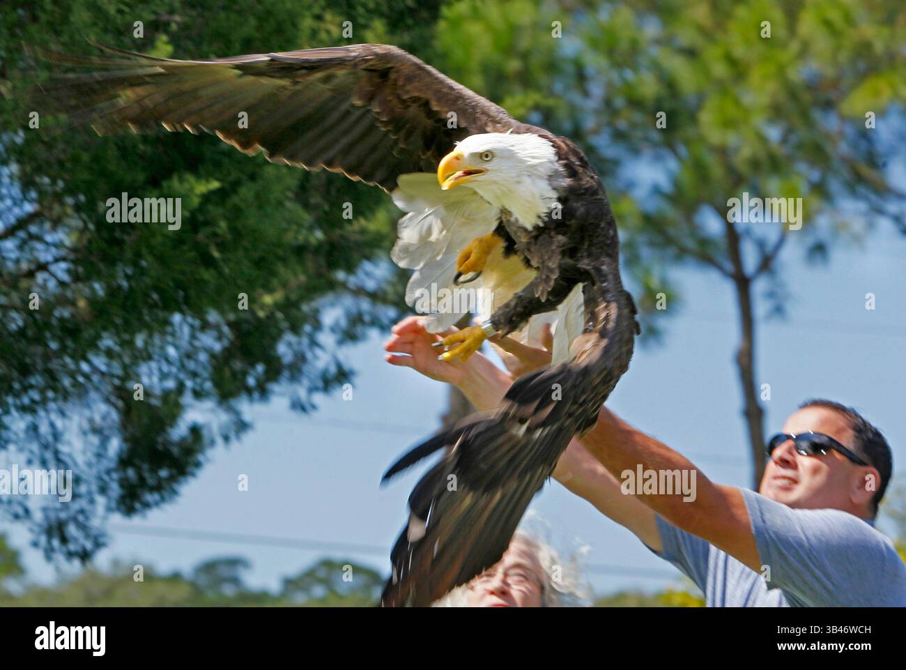 13 octobre 2015 - Dunedin, Floride, États-Unis - JIM DAMASKE | Times .A Bald Eagle vole librement après avoir passé une semaine à récupérer au Audubon Bird of Prey Center à Maitland en Floride après avoir été impliqué dans un combat avec un autre aigle au-dessus de Dunedin et a été sauvé par Tampa Bay Bird Rescue lorsque les deux oiseaux sont venus se reposer sur le sol avec des talons verrouillés. Robert Reina, partisan de Tampa Bay Bird Rescue, a aidé Nancy Murrah à libérer l'oiseau devant une foule d'environ deux douzaines de bénévoles de Tampa Bay Bird Rescue et Audubon EagleWatch près de l'endroit où il est sa zone de nidification à Dunedin est mardi après-midi. Banque D'Images