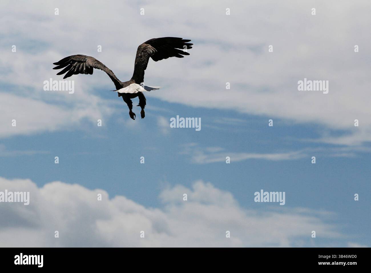13 octobre 2015 - Dunedin, Floride, États-Unis - JIM DAMASKE | Times .A Bald Eagle vole librement après avoir passé une semaine à récupérer au Audubon Bird of Prey Center à Maitland en Floride après avoir été impliqué dans un combat avec un autre aigle au-dessus de Dunedin et a été sauvé par Tampa Bay Bird Rescue lorsque les deux oiseaux sont venus se reposer sur le sol avec des talons verrouillés. Robert Reina, partisan de Tampa Bay Bird Rescue, a aidé Nancy Murrah à libérer l'oiseau devant une foule d'environ deux douzaines de bénévoles de Tampa Bay Bird Rescue et Audubon EagleWatch près de l'endroit où il est sa zone de nidification à Dunedin est mardi après-midi. Banque D'Images