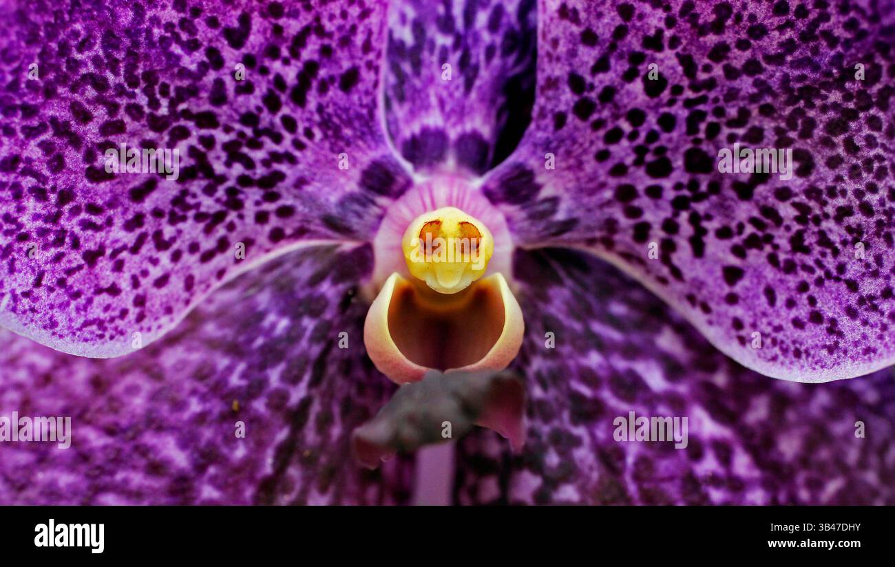 Juillet 2, 2015 - Sarasota, Floride, États-Unis - JIM DAMASKE | Times.Vanda Robert's Delight Orchid pour une histoire et une vidéo sur Selby Gardens à Sarasota pour Take It Outside. (Crédit image : © Jim Damaske/Tampa Bay Times/ZUMA Wire) Banque D'Images