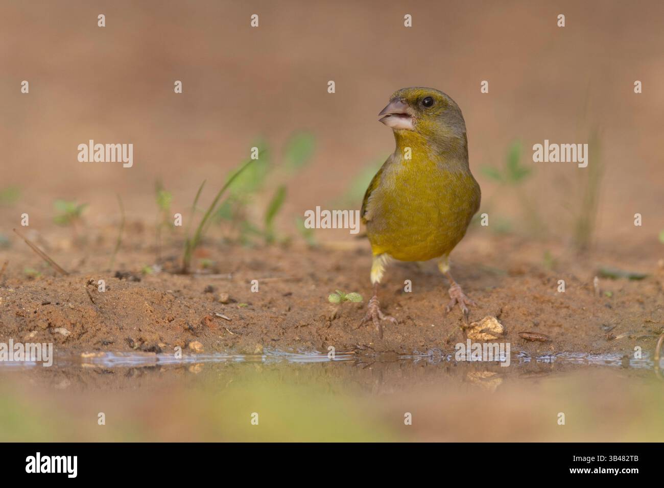 Carduelis chloris (European Greenfinch) petit passereau de la famille des finch Fringillidae. Photographié près d'une flaque d'eau en israël en Dece Banque D'Images