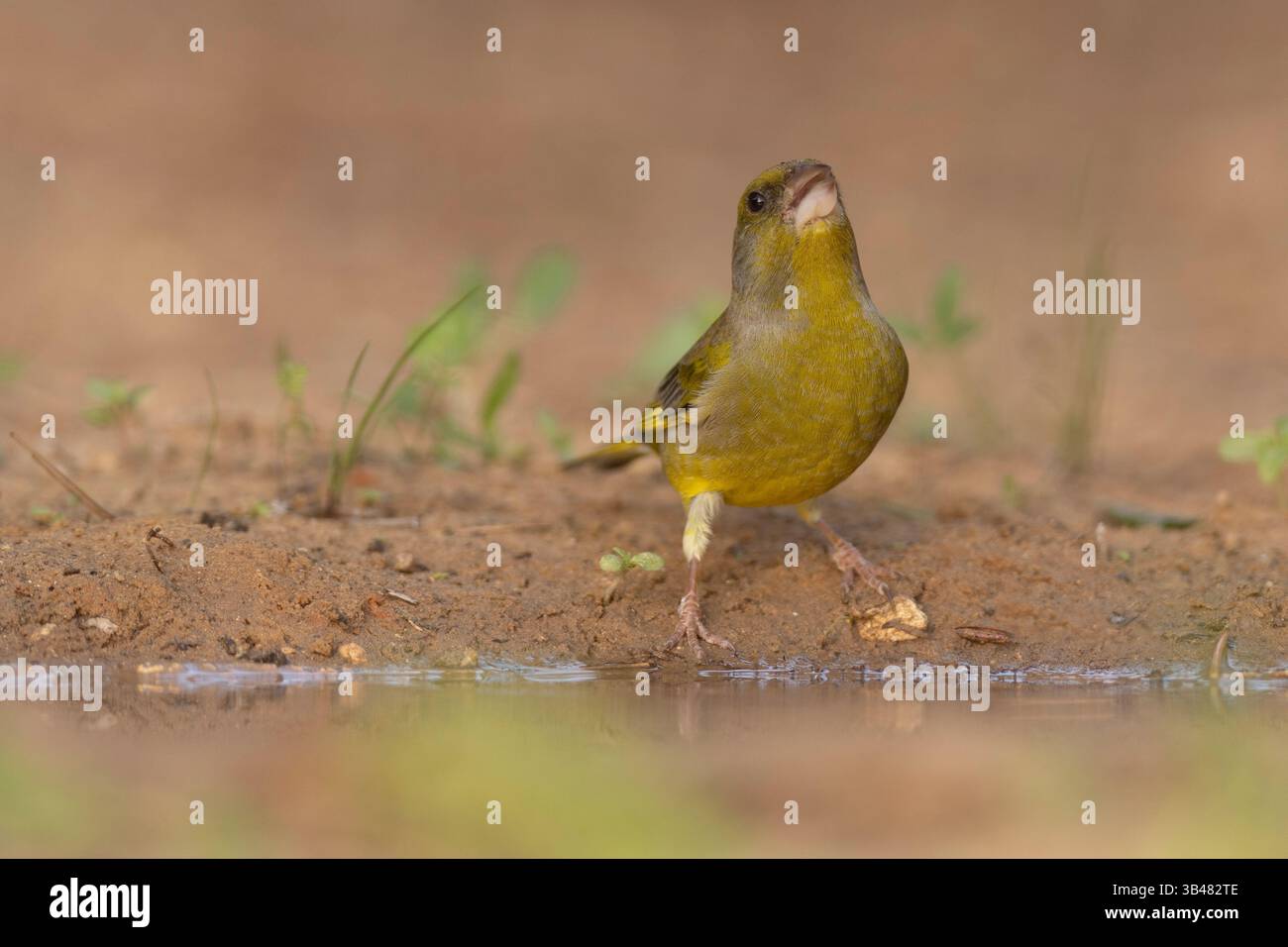 Carduelis chloris (European Greenfinch) petit passereau de la famille des finch Fringillidae. Photographié près d'une flaque d'eau en israël en Dece Banque D'Images