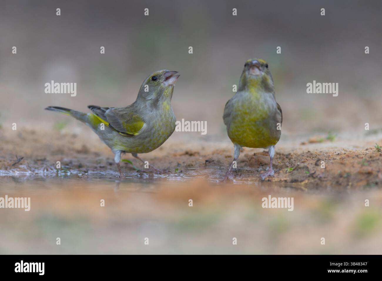 Un couple de juvéniles d'Europe (Carduelis chloris), petit passereau de la famille des finch Fringillidae. Photographié près d'une flaque d'eau Banque D'Images