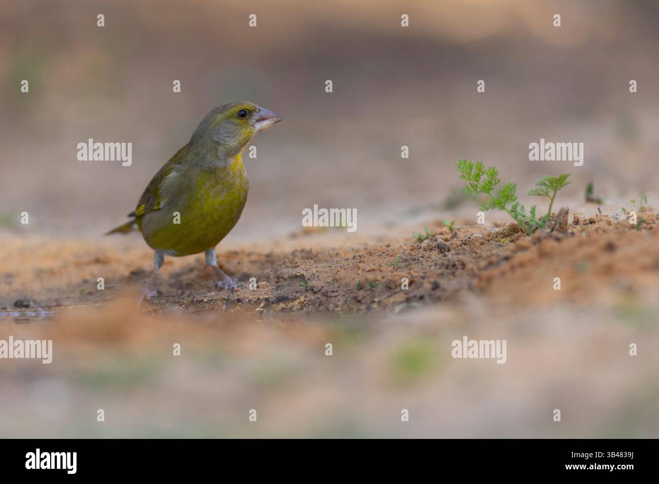 Carduelis chloris (European Greenfinch) petit passereau de la famille des finch Fringillidae. Photographié près d'une flaque d'eau en israël en Dece Banque D'Images