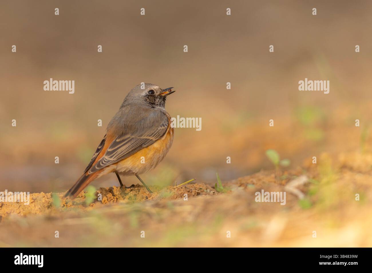 Mâles (Phoenicurus phoenicurus حميراء (طائر) ) sur le sol, cet oiseau est considéré comme un attrape-mouches de l'ancien monde et se trouve à travers Banque D'Images