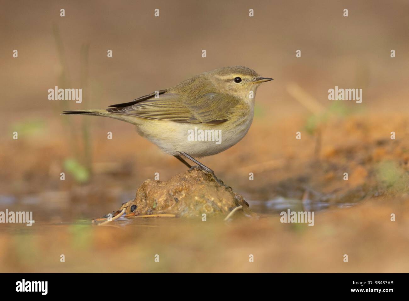 Paruline adulte (Phylloscopus trochilus) perchée sur un rocher. Photographié dans la réserve naturelle d'Ein Afek, Israël en novembre Banque D'Images