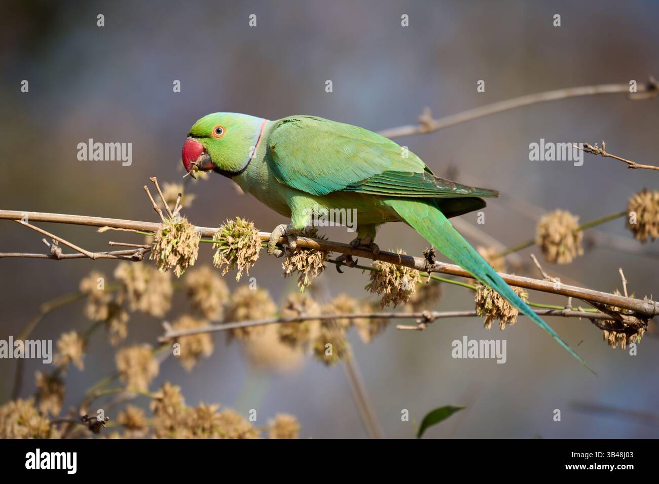 Perruche indienne (Psittacula krameri manillensis), Parc national de Tadoba, Inde, Asie Banque D'Images