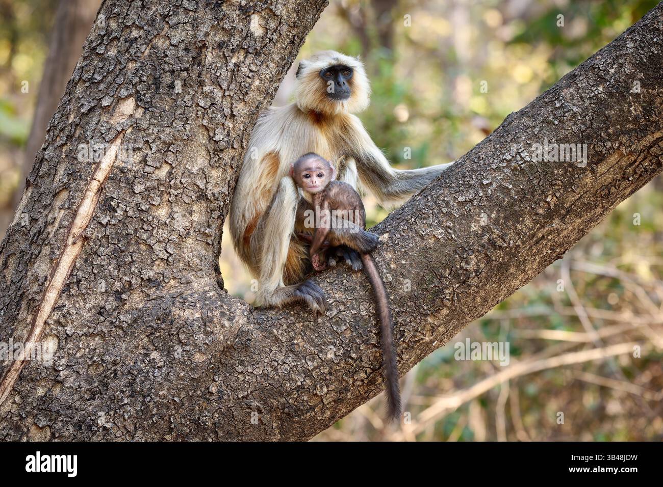 Le langur gris des plaines septentrionales (Semnopithecus entellus), également connu sous le nom de langur sacré, langur sacré du Bengale et langur hanuman, mère avec bébé Banque D'Images