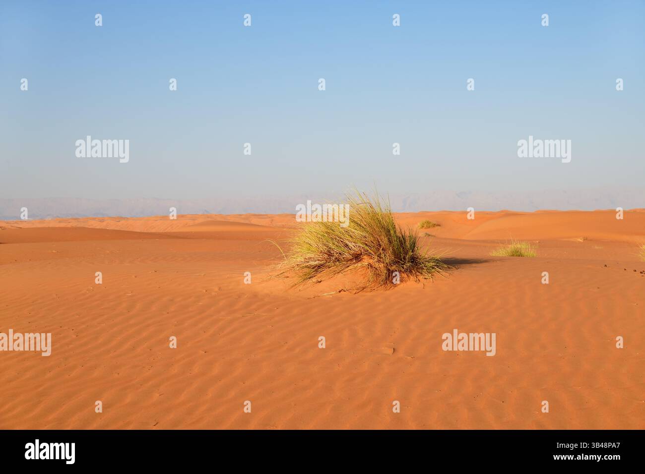 Désert de Rub Al Khali, Sultanat d'Oman. Plante verte dans les dunes de Wahiba Sands au coucher du soleil, péninsule arabique Banque D'Images
