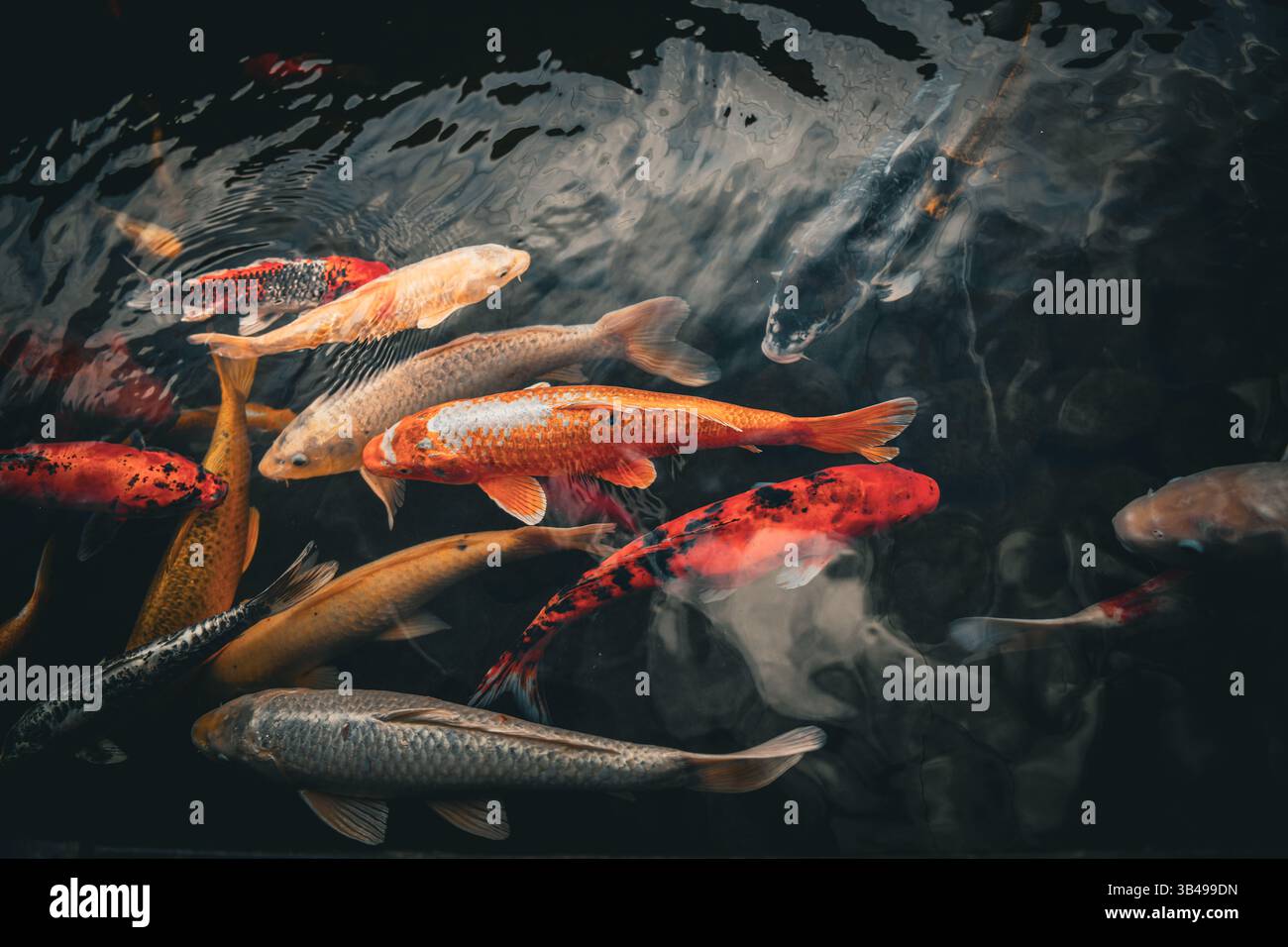 Koi de poissons nageant dans un étang Banque D'Images