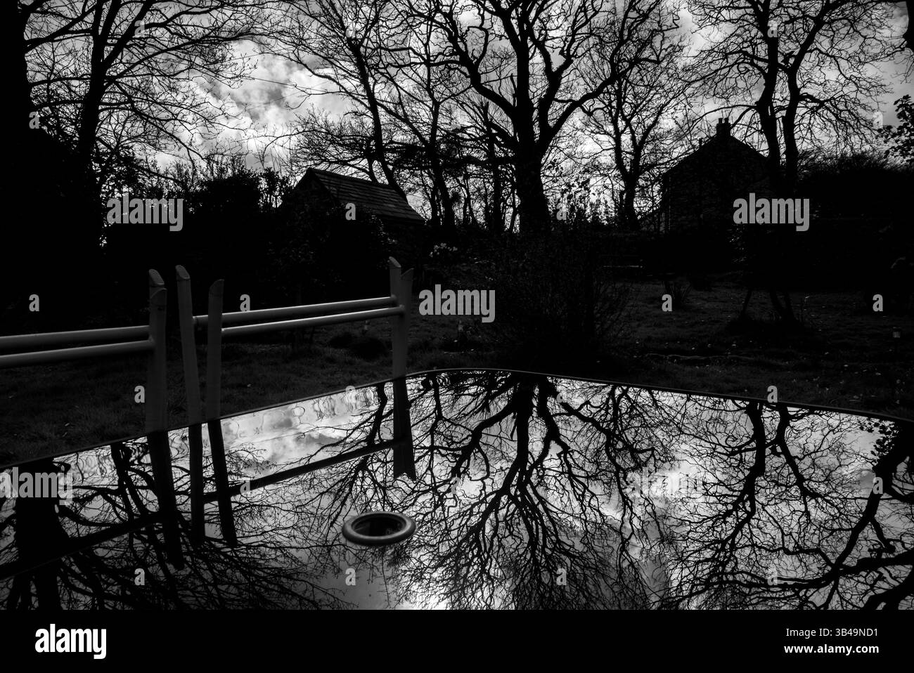 arbres et branches noirs et blancs Banque D'Images