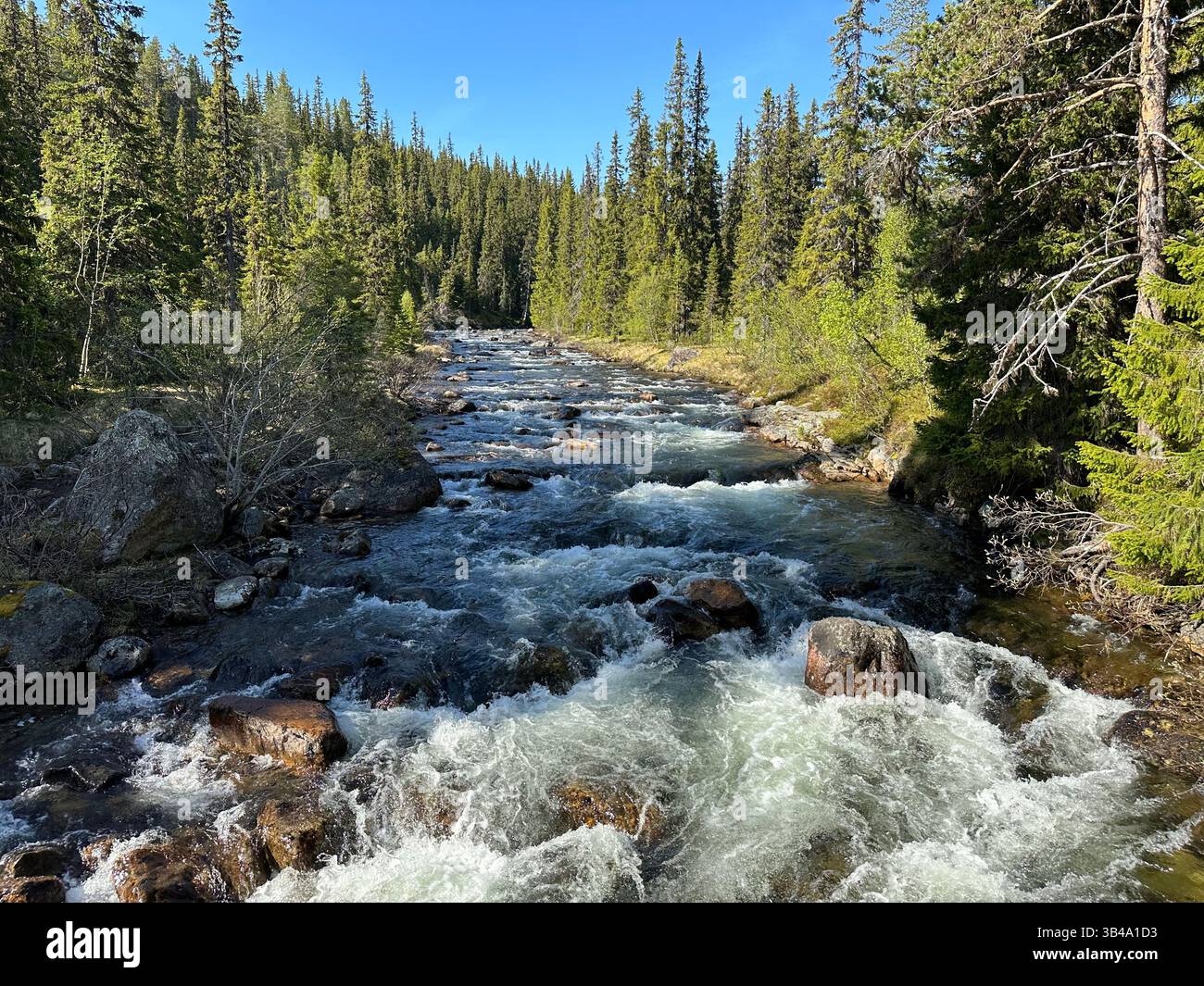 Rivière se précipitant à travers une forêt dense et verte sous un ciel bleu. Banque D'Images