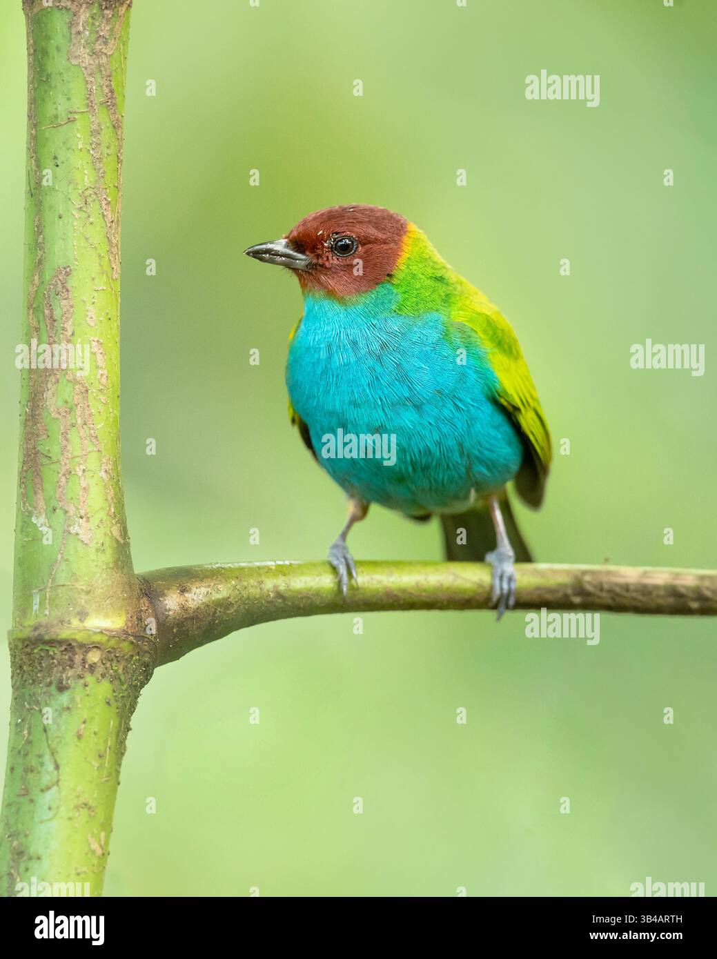 Le tanager à tête de baie (Tangara gyrola) est un passereau de taille moyenne. Ce tanager est un éleveur résident au Costa Rica, Panama, Amérique du Sud Banque D'Images Le tanager à tête de baie (Tangara gyrola) est un passereau de taille moyenne. Ce tanager est un éleveur résident au Costa Rica, Panama, Amérique du Sud Banque D'Images