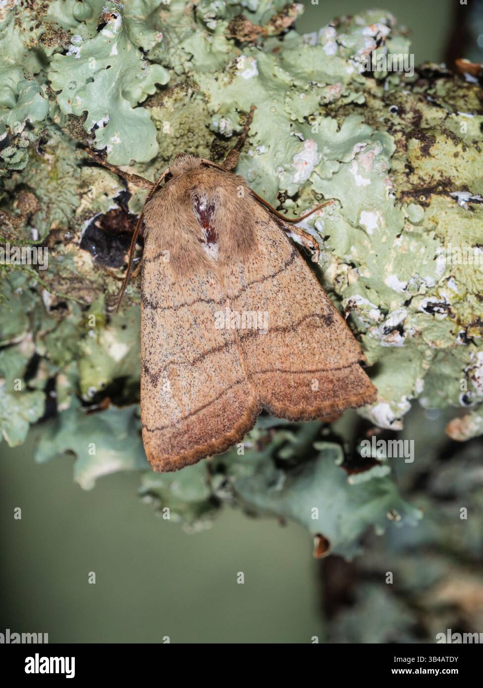 Spring Flying Treble lines noctuid Moth, Charanyca trigrammica, dans un jardin de Plymouth, Royaume-Uni Banque D'Images Spring Flying Treble lines noctuid Moth, Charanyca trigrammica, dans un jardin de Plymouth, Royaume-Uni Banque D'Images