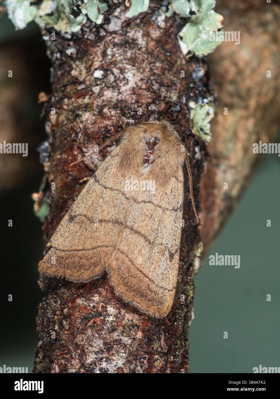 Spring Flying Treble lines noctuid Moth, Charanyca trigrammica, dans un jardin de Plymouth, Royaume-Uni Banque D'Images Spring Flying Treble lines noctuid Moth, Charanyca trigrammica, dans un jardin de Plymouth, Royaume-Uni Banque D'Images