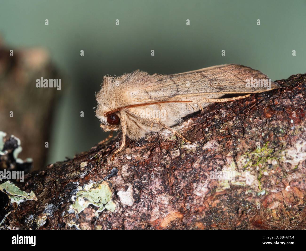 Spring Flying Treble lines noctuid Moth, Charanyca trigrammica, dans un jardin de Plymouth, Royaume-Uni Banque D'Images