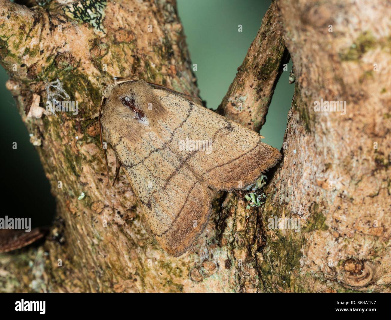Spring Flying Treble lines noctuid Moth, Charanyca trigrammica, dans un jardin de Plymouth, Royaume-Uni Banque D'Images