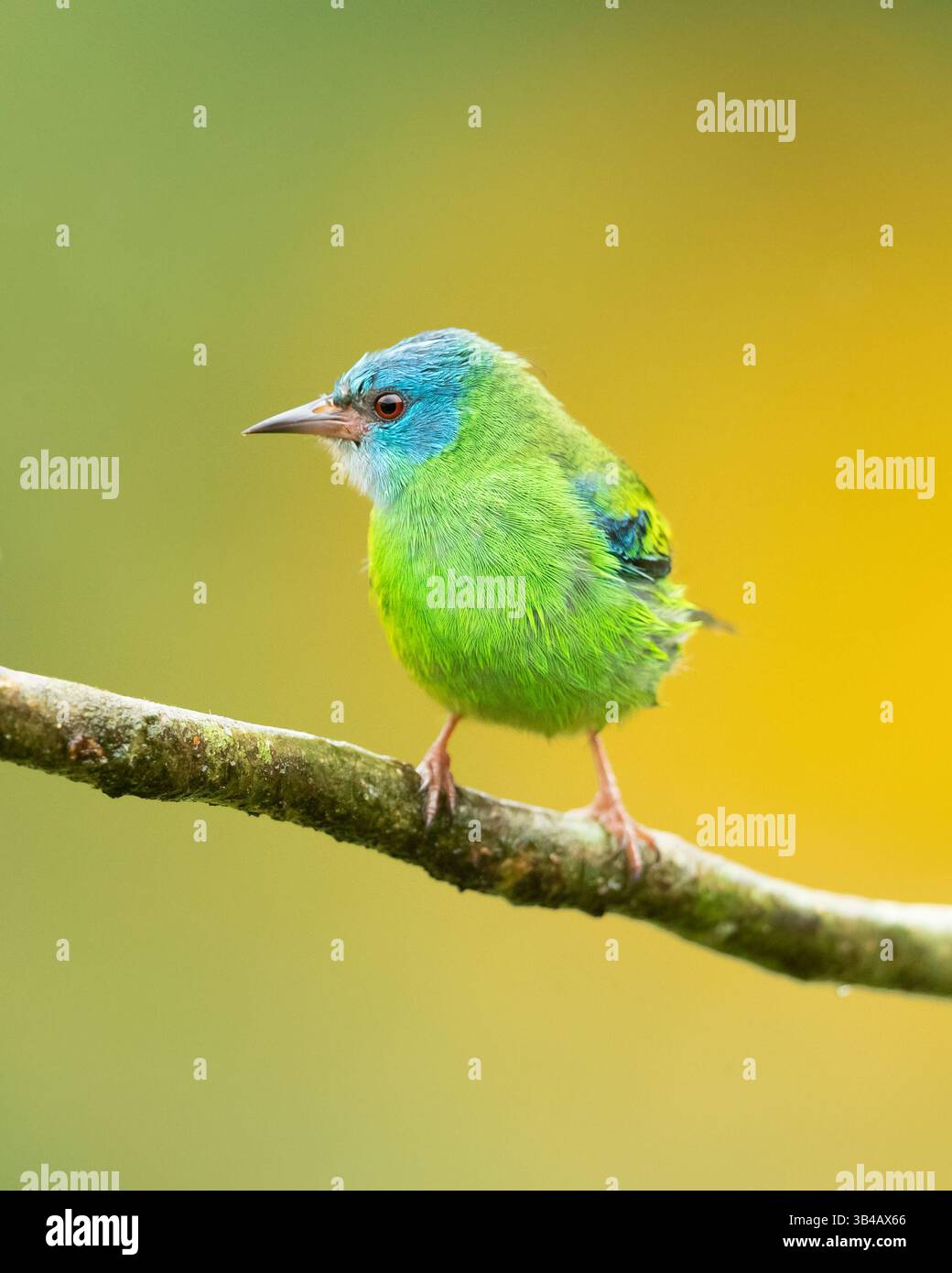 Le dacnis bleu ou gardien de miel turquoise (Dacnis cayana) est un petit passereau. Banque D'Images Le dacnis bleu ou gardien de miel turquoise (Dacnis cayana) est un petit passereau. Banque D'Images
