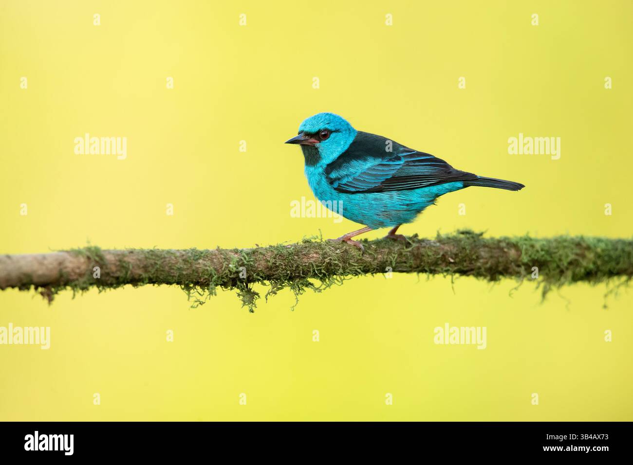 Le dacnis bleu ou gardien de miel turquoise (Dacnis cayana) est un petit passereau. Banque D'Images Le dacnis bleu ou gardien de miel turquoise (Dacnis cayana) est un petit passereau. Banque D'Images