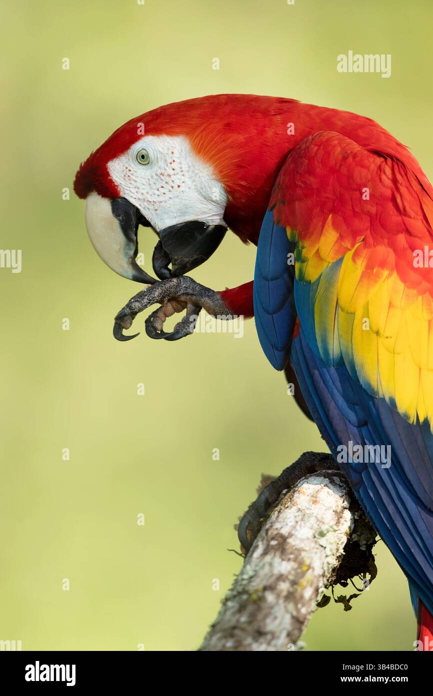 L'aras écarlate (Ara macao) est également appelé aras rouge et jaune, aras rouge et bleu ou aras à poitrine rouge Banque D'Images
