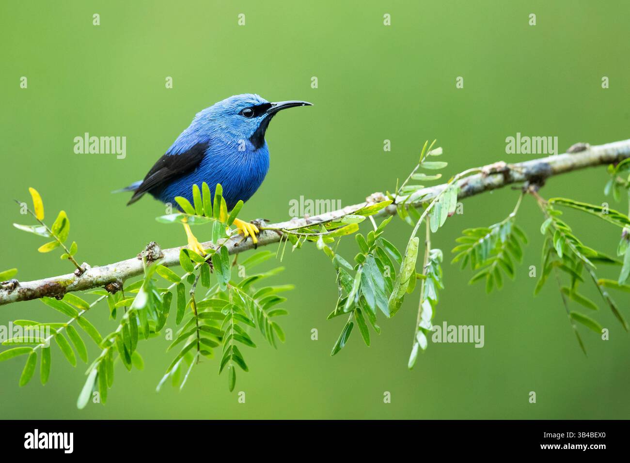 Le miellard brillant (Cyanerpes lucidus) est un petit oiseau de la famille des tanagers. On le trouve dans le Nouveau monde tropical en Amérique centrale à partir du sud Banque D'Images