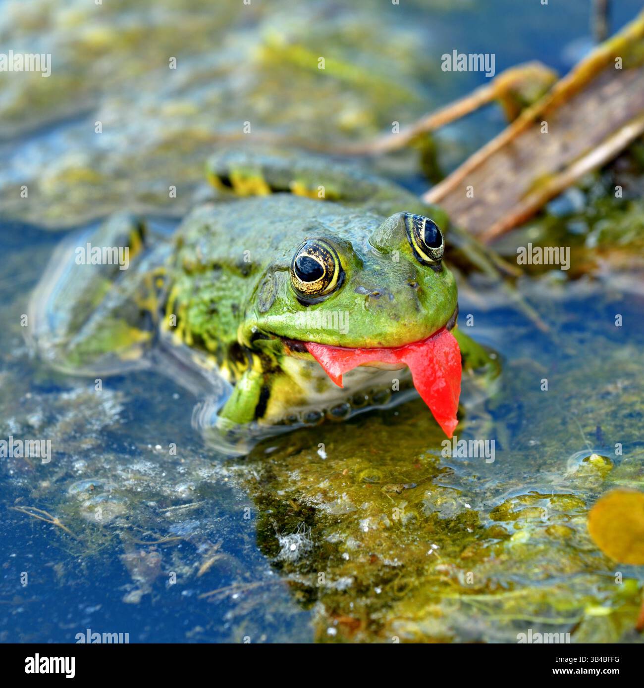 La grenouille des marais mange une zeste de tomate dans un lac marécageux du delta du Dniepr dans la région de Kherson en Ukraine Banque D'Images