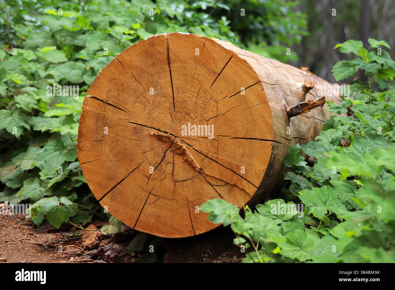 Section transversale de tronc d'arbre frais avec des anneaux de croissance visibles et des fissures radiales, reposant sur le sol forestier entouré de feuilles vertes, détail de texture naturelle. Banque D'Images