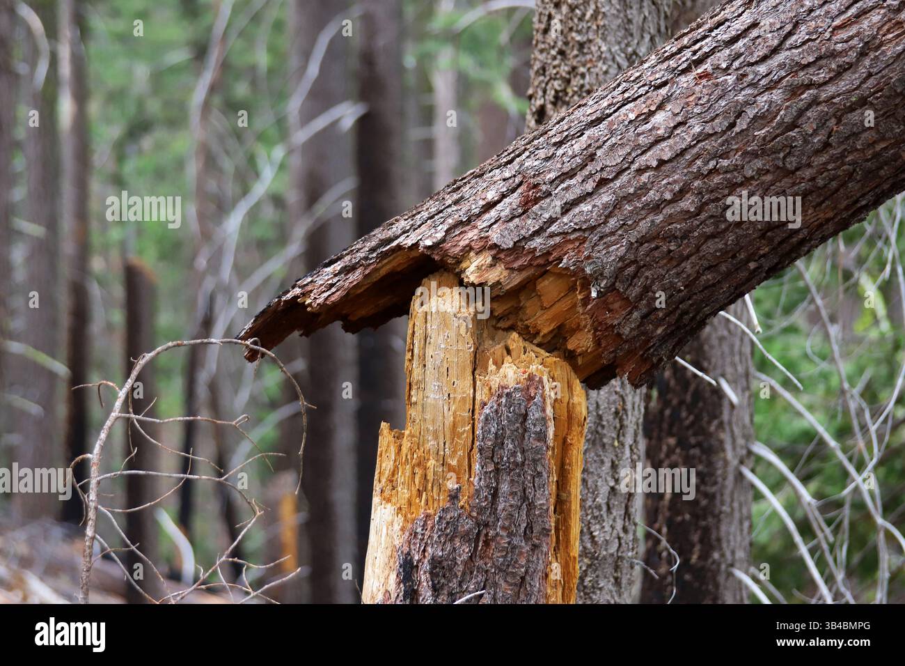 Tronc d'arbre brisé en forêt avec fibres de bois exposées et écorce rugueuse, dommages naturels illustrant la décomposition, la dynamique forestière et les cycles écologiques. Banque D'Images