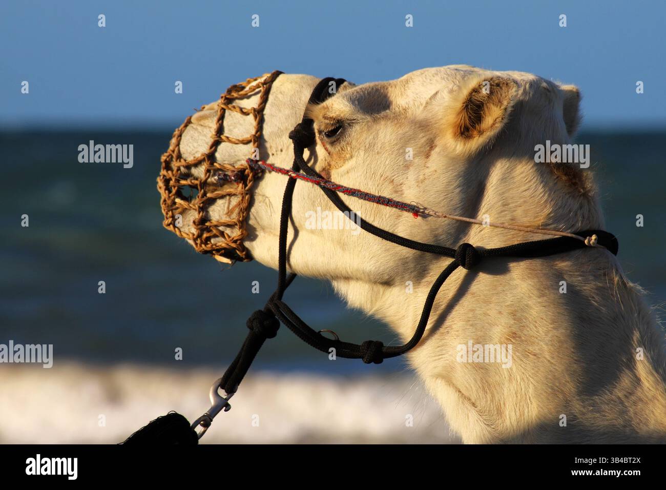 Vue latérale d'un dromadaire blanc chameau portant une muselière et un harnais sur le bord de mer, avec la mer Rouge en arrière-plan. Photographié en Egypte. Banque D'Images