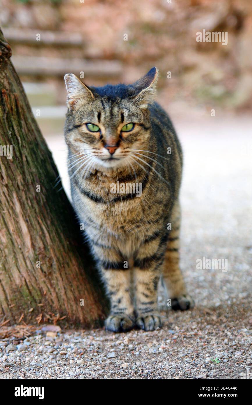 Gros plan d'un chat tabby européen avec les yeux verts debout à côté d'un arbre sur un chemin de gravier, regardant dans la caméra avec une expression calme. Banque D'Images