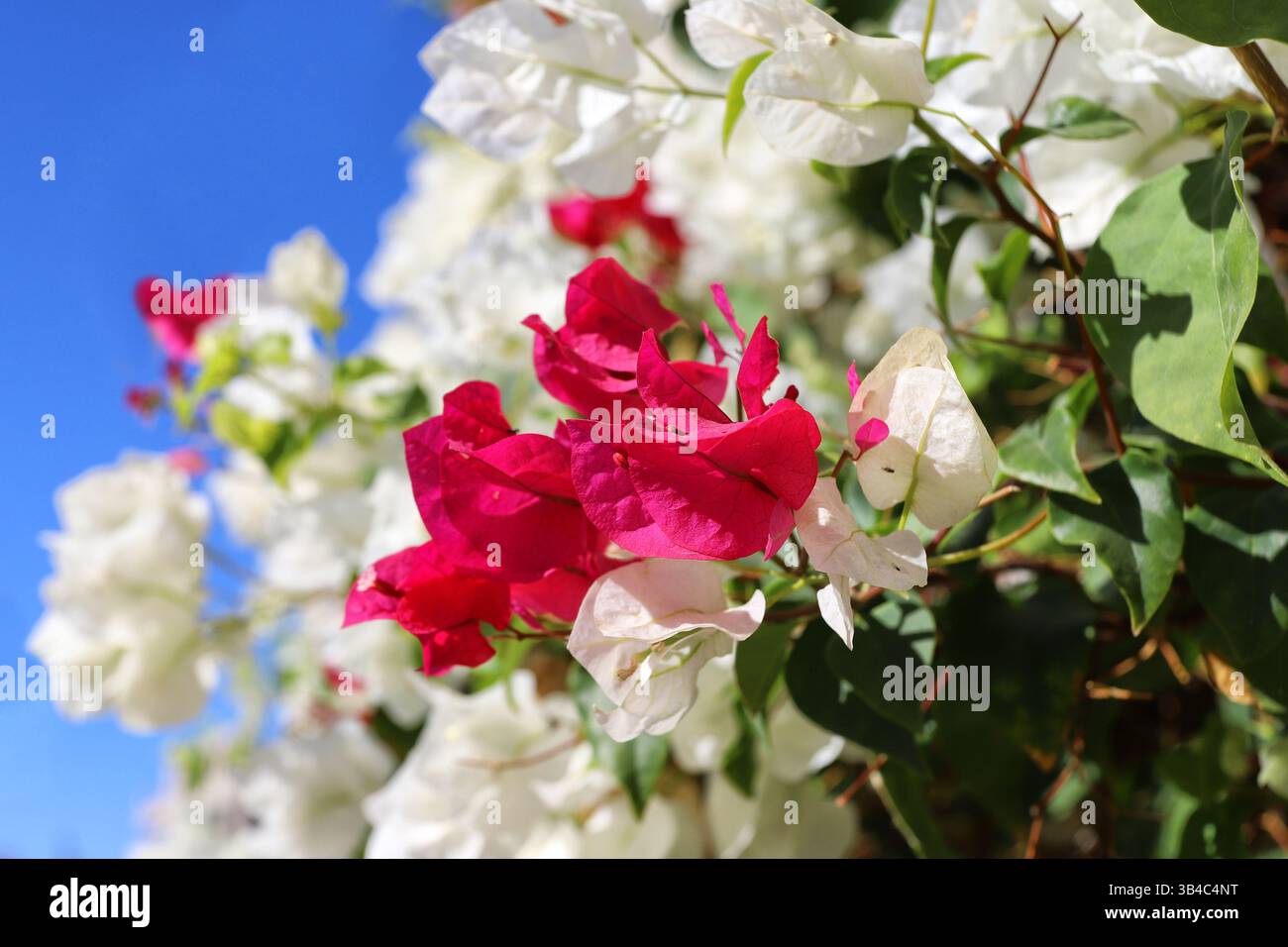 Fleurs de bougainvilliers rose vif et blanc à la lumière du soleil, placées contre un ciel bleu vif. Gros plan dans un jardin méditerranéen ou subtropical. Banque D'Images