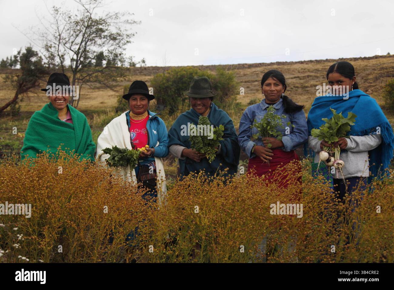 17 juillet 2015 - Cangahua, Pichincha, Équateur - Cangahua Équateur. 16/07/2015. Équateur. La Asociacion Warmikunapak Mushug Yuyay de Cangahua Cayambe impulsa varias actividades en el cuidado de su habitad. Trabajan 45 socias en la produccion de huertos organicos y productos de ciclo corto. Susana Chiquimba, Sebastiana Farinango, Carmen Urcuango, Susana Imbaquingo y Simona Lanchimba..Foto : Galo Paguay / El Comercio / GDA (image crédit : © El Comercio/GDA via ZUMA Press) Banque D'Images